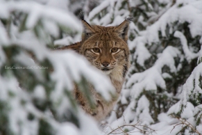 Lynx lynx - Eurasian lynx