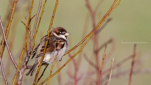 Passer italiae - Italian sparrow
