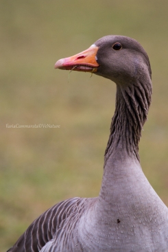 Anser anser - Greylag goose